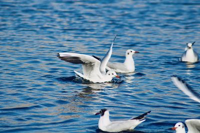 Swans swimming in lake