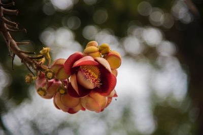 Close-up of red berries on plant