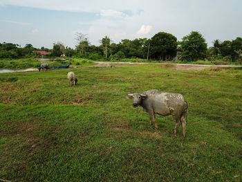 Sheep in a field