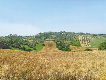 Scenic view of agricultural field against clear sky