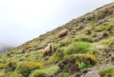 View of a horse on a field