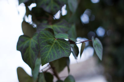 Close-up of leaves against blurred background