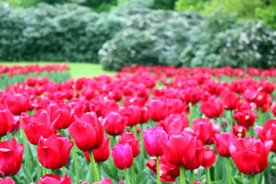 Close-up of red tulips in field