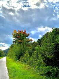 Scenic view of flowering trees on field against sky