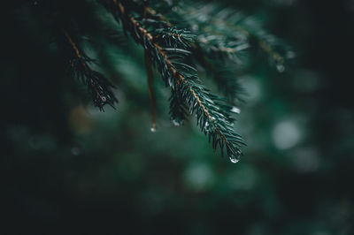 Close-up of raindrops on pine tree