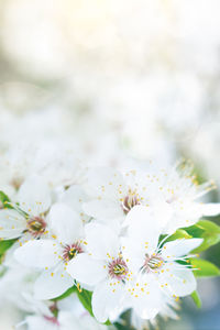 Close-up of white cherry blossom plant