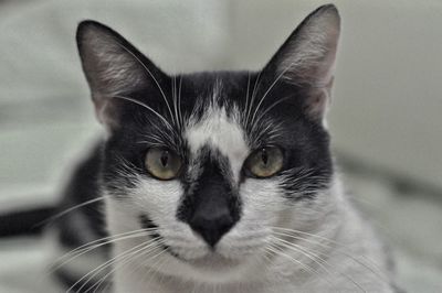 Close-up portrait of a cat