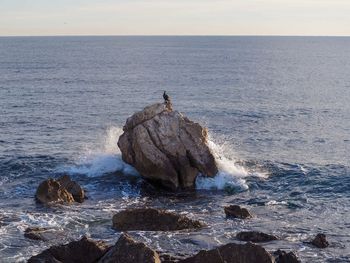 Bird perching on rock in sea against sky
