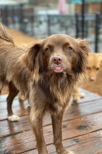 Portrait of dog standing on wood