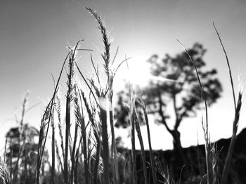 Close-up of wheat field against clear sky