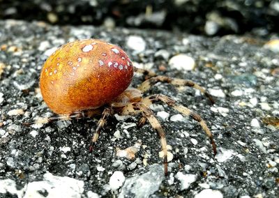 Close-up of apple on field