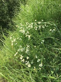 High angle view of flowering plant on field