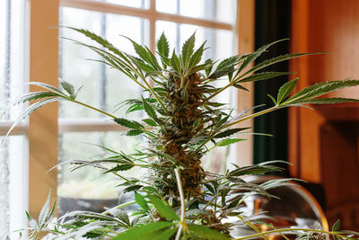 Close-up of potted plant against window