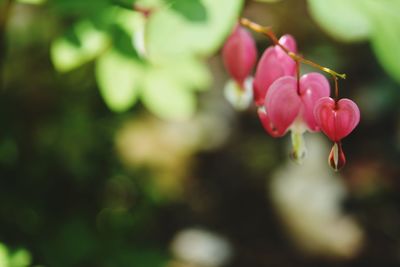 Close-up of flowers blooming outdoors