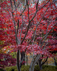 Cherry blossoms in park during autumn