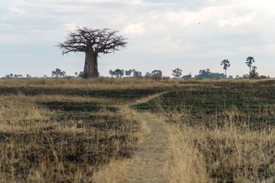 Trees on field against sky