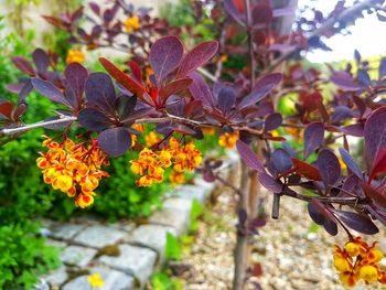 Close-up of orange flowering plant leaves during autumn