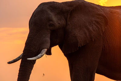 Close-up of elephant