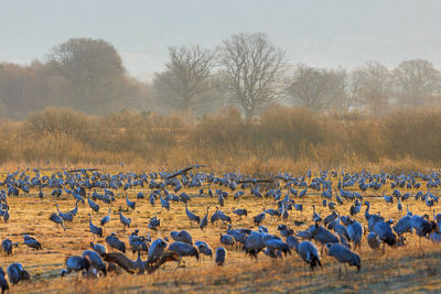 Flock of cranes grazing at the meadow at lake hornborgasjon in sweden