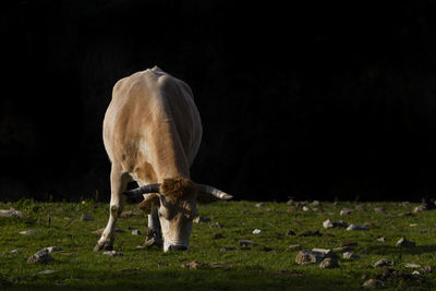 Cow grazing in a field