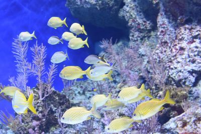 Close-up of fish swimming in aquarium