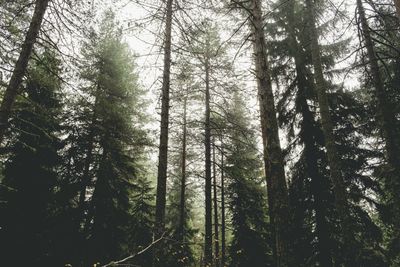 Low angle view of trees in forest