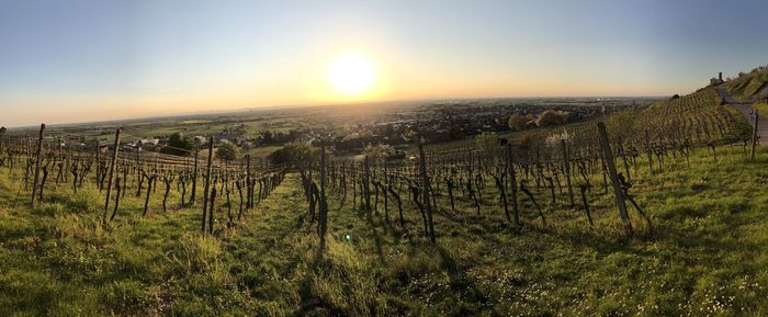 Scenic view of vineyard against sky during sunset