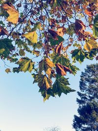 Low angle view of tree against sky