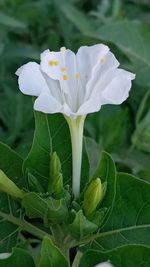 Close-up of white flowering plant