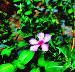 Close-up of pink flowers