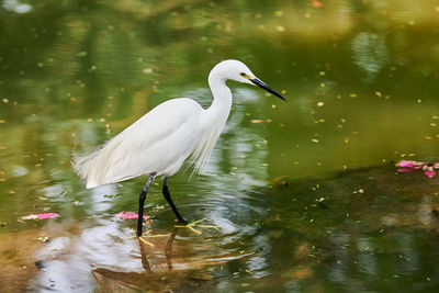 Gray heron in lake