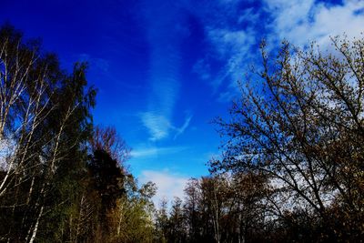Low angle view of silhouette trees against blue sky