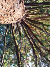 Low angle view of tree