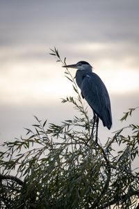 Bird perching on a tree