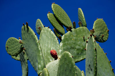 Close-up of succulent plant growing against blue sky