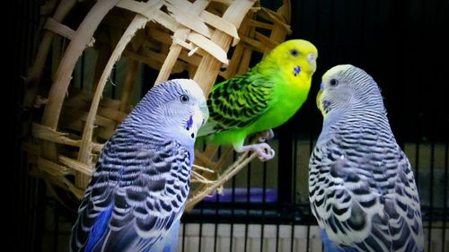 Close-up of parrot perching in cage