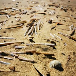 High angle view of shells on beach