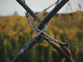 Close-up of barbed wire