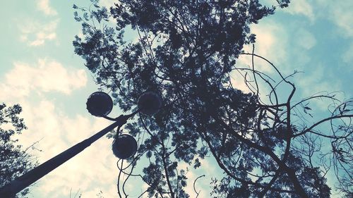 Low angle view of tree against sky