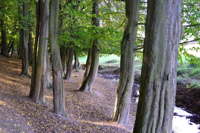 Trees growing in park