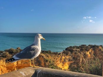 Seagull on a sea against clear sky