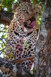 View of cat on tree trunk