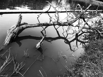 Bare tree by lake against sky