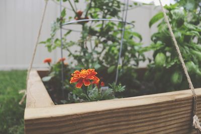 Close-up of potted plant