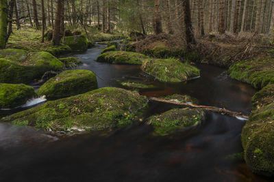 Scenic view of stream flowing amidst trees in forest