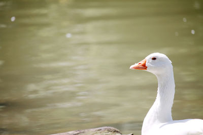 Close-up of duck swimming in lake