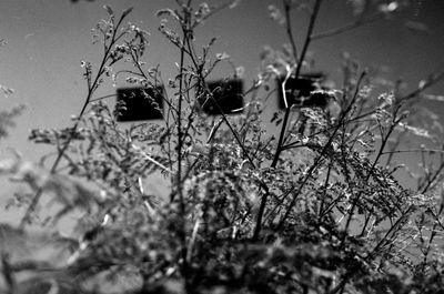 Close-up of frozen plants