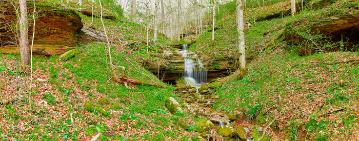 Stream amidst trees in forest