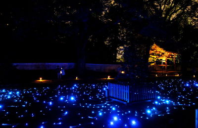 Illuminated trees at night