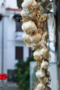 Close up of garlic